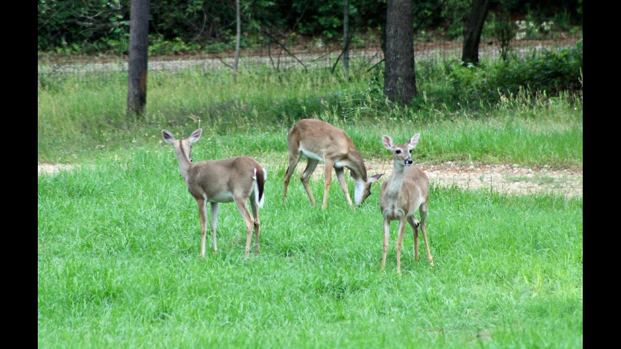 Texas Night Hog's & Deer Weekly 05/10/24