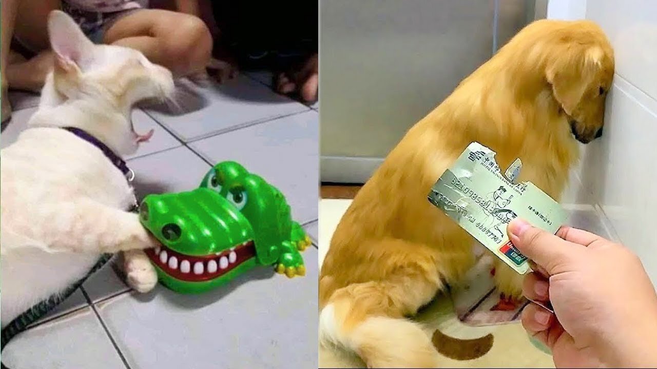 Funny Cats vs Dogs Compilation