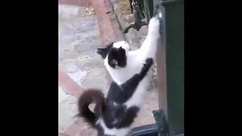 Giving a thirsty street cat a little water