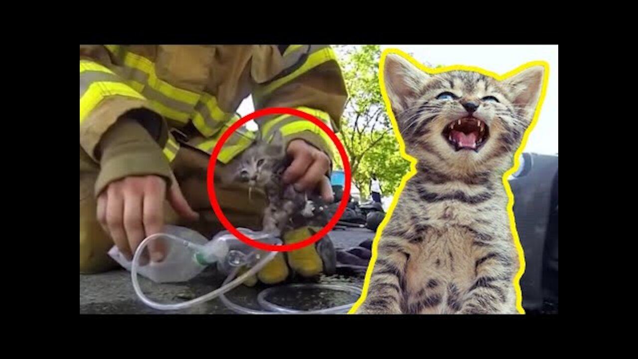 Cute Kitten Rescued By Firefighter and More Acts of Human Bravery