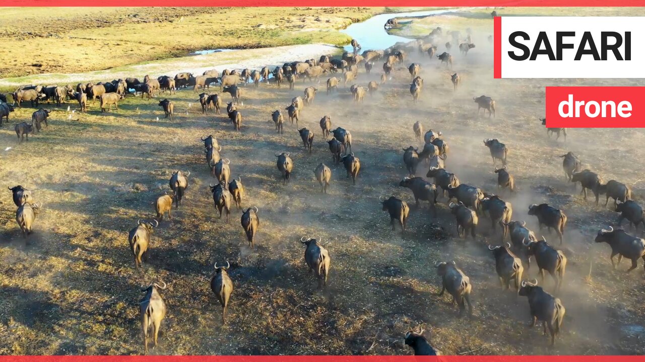 Majestic African animals in their natural habitat caught on camera with a drone