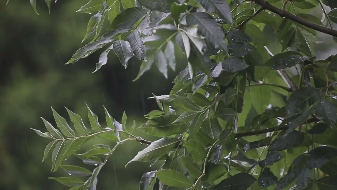 Som de Chuva na Floresta para Relaxar e Descansar