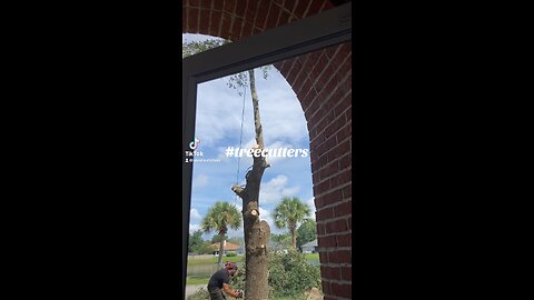 Tree Cutting