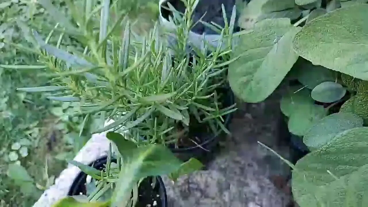 Garden Update 7/12