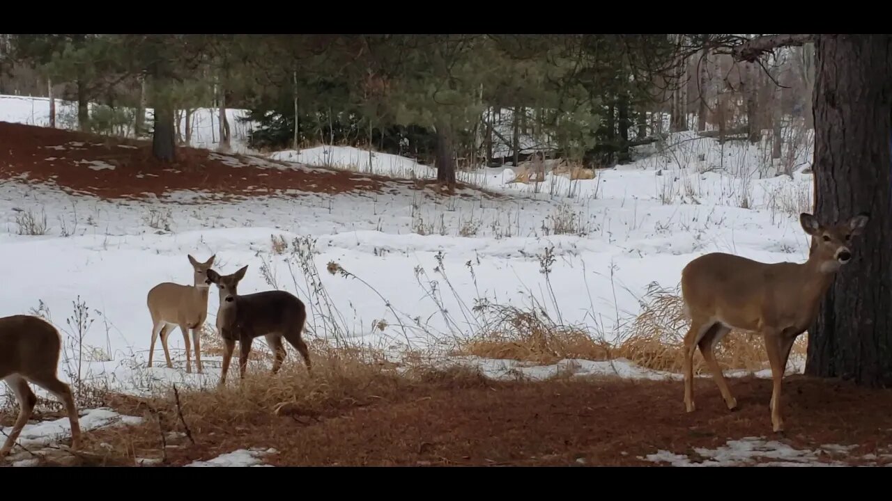 A deer family