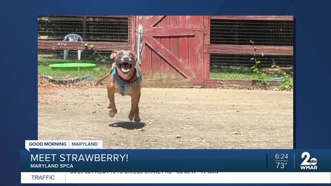 Strawberry the dog is up for adoption at the Maryland SPCA