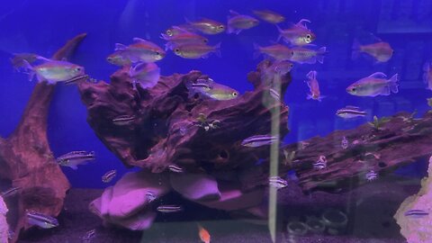 Congo Tetra