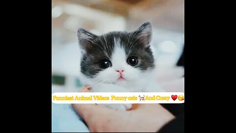 Funniest Animal Videos Funny Cats And Crazy Cats
