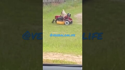 The Lawnmower Dog #podcast #funny #comedy