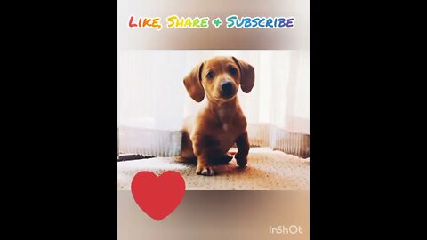 Cute Funny Dog