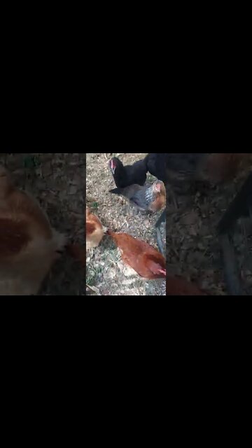 Chickens Eating Worms Extra Protein YUM