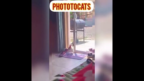 coming cat