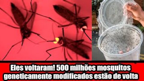 Eles voltaram! 500 milhões mosquitos geneticamente modificados estão de volta