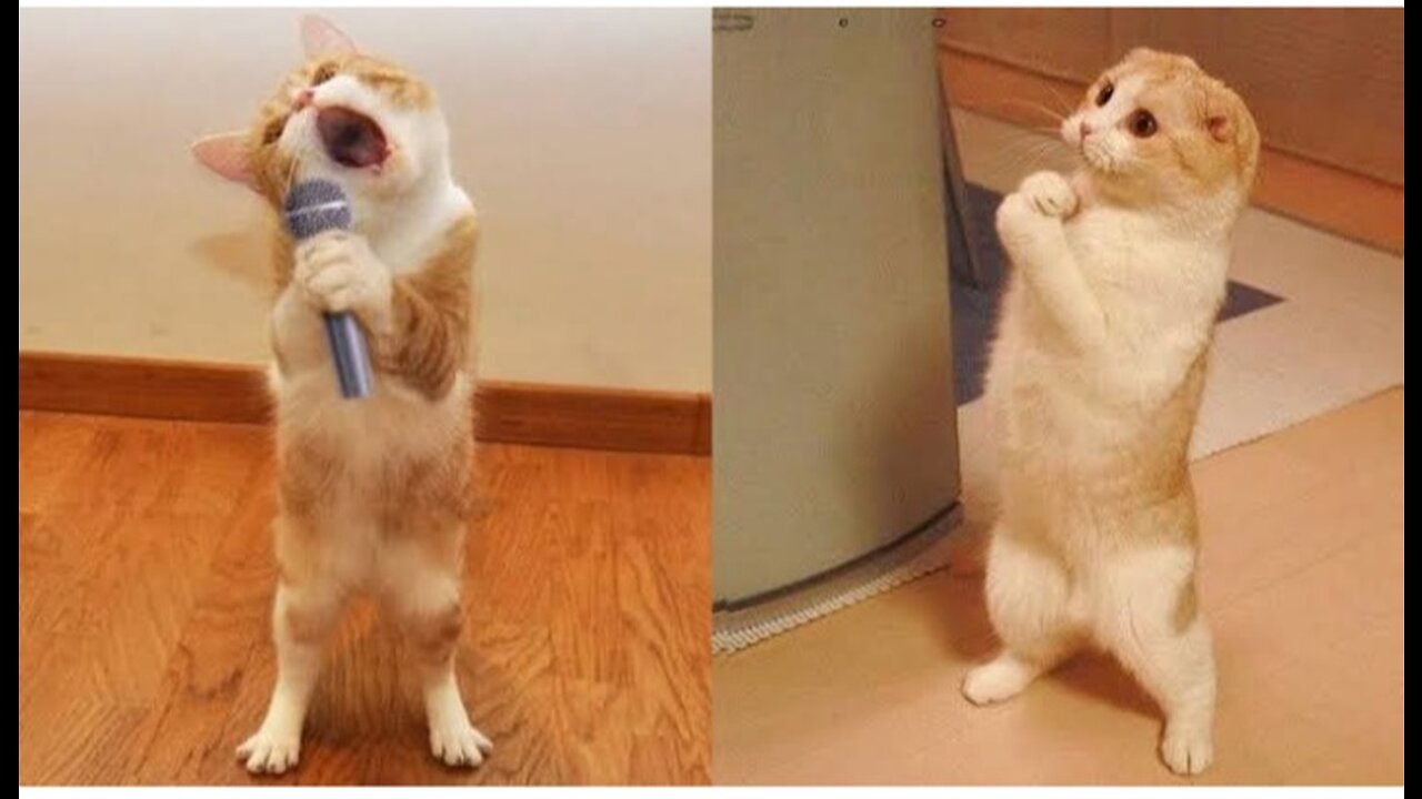 Funniest cats and dogs🐶🐱//funny animal videos#9