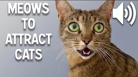 Sounds that attract cats - Meow to make cats come to you