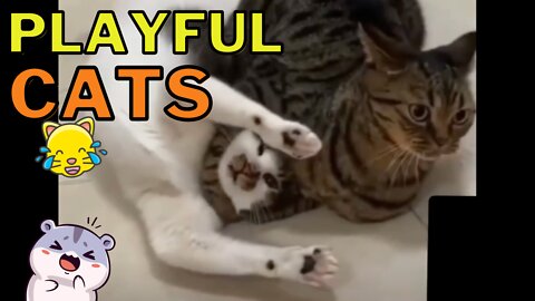 Playful Cats Compilation - Adorable Kitties at Play to Make Your Day