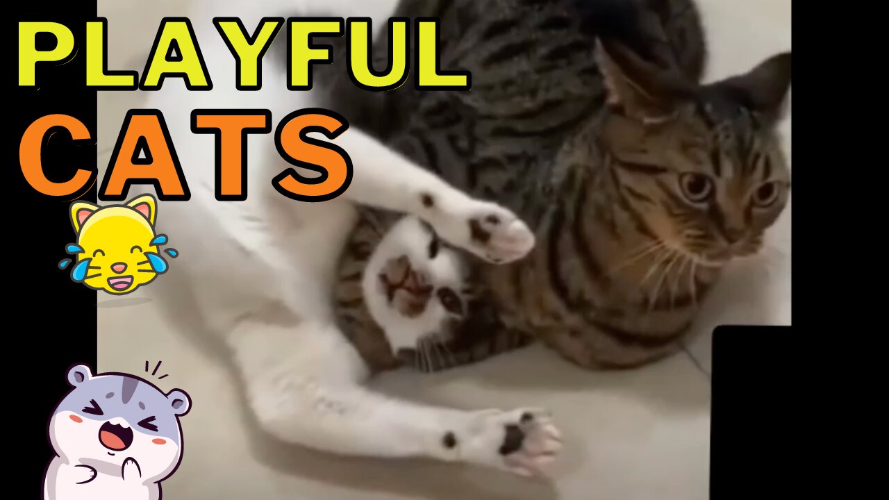 Playful Cats Compilation - Adorable Kitties at Play to Make Your Day