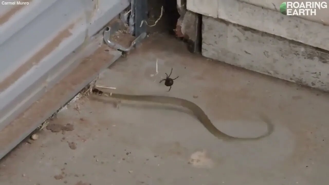 Australian Redback Spider Traps and Envenoms Snake