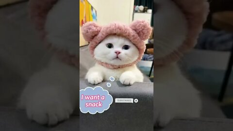 funny cat videos | cute cat videos| cute animals funny cats #shorts #shortsfunny #cutecat #funnycat