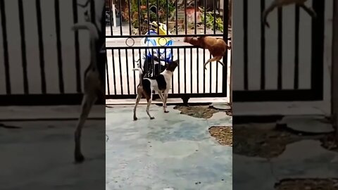 Nowadays, teamwork is like...🐶🐾😏😅 #shorts #shortsfeed #clips #shortvideo
