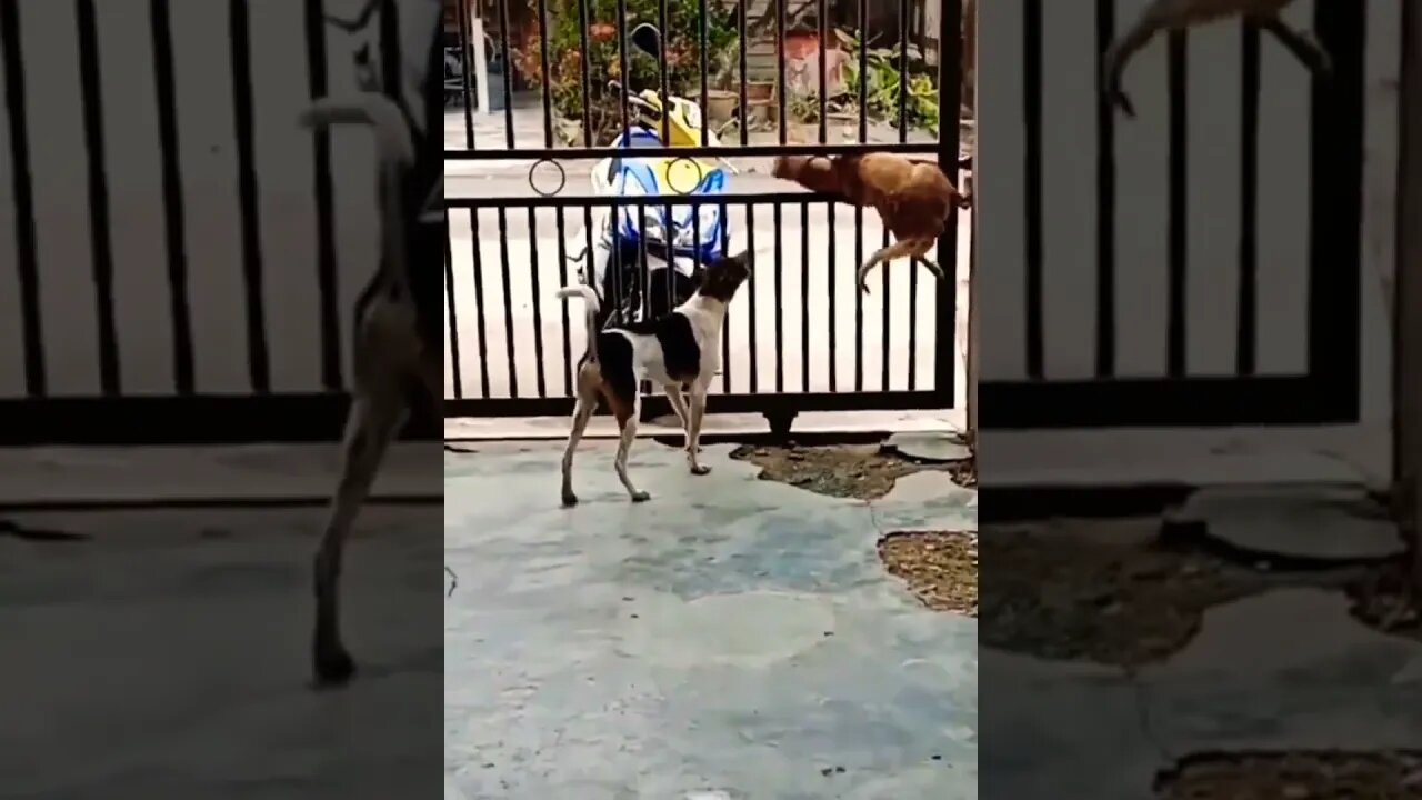 Nowadays, teamwork is like...🐶🐾😏😅 #shorts #shortsfeed #clips #shortvideo