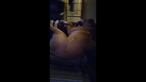 this how my dog sleep