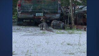 Alligator surprises evidence tech in Charlotte County