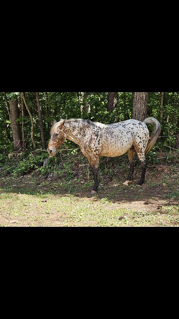 🌺How Great Thou Art🌺🙏🐎😇