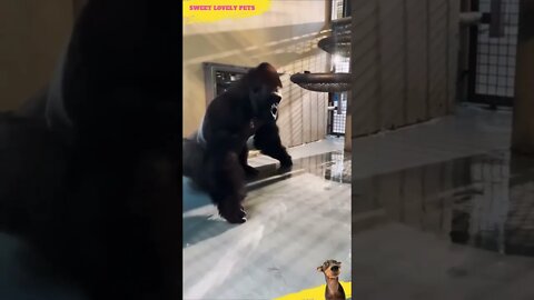 Watch The Funny 🦍 Gorilla Disco Dance 🕺 #Shorts