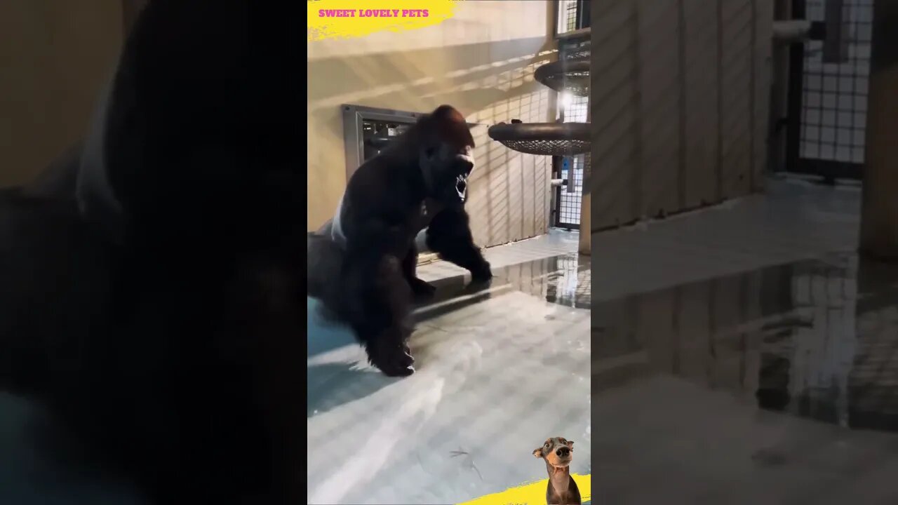 Watch The Funny 🦍 Gorilla Disco Dance 🕺 #Shorts