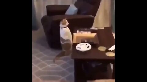 WTF . . .😂🙀😂