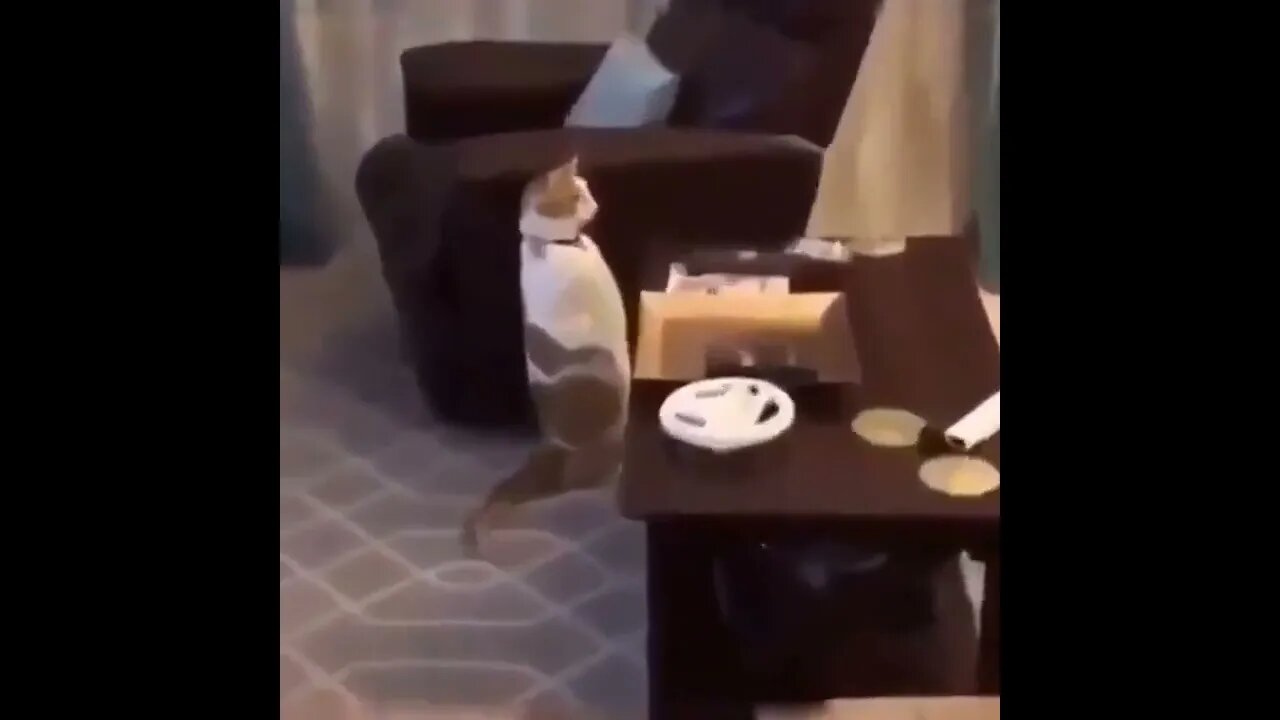 WTF . . .😂🙀😂