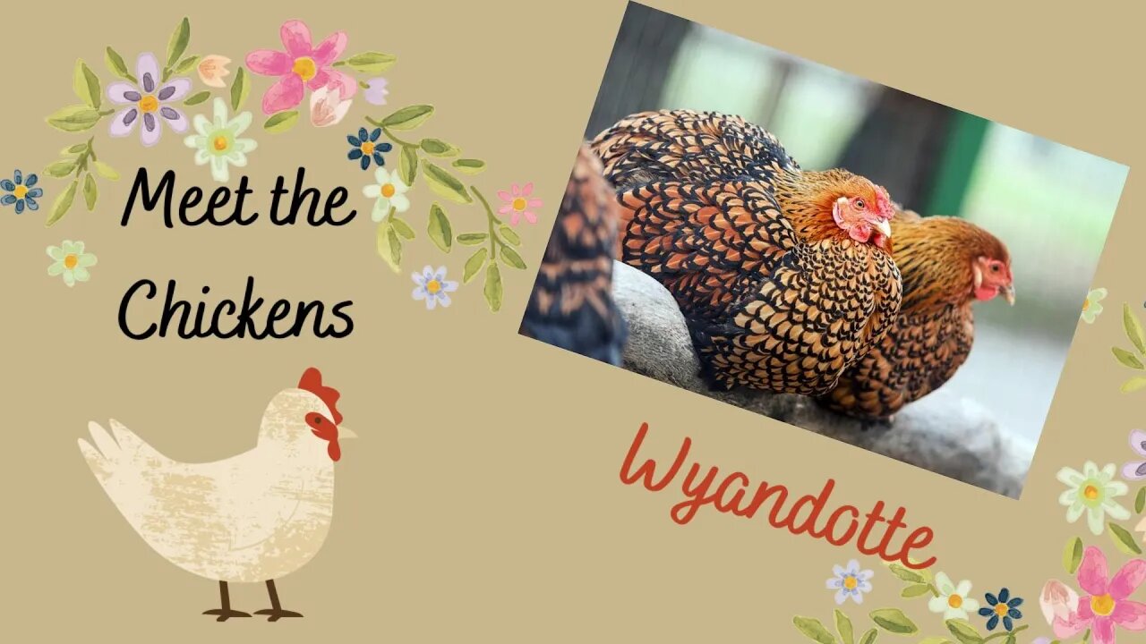 Meet the Chickens: Wyandotte