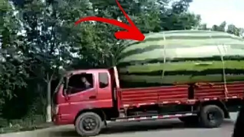 big watermelon 😂😂#comedy