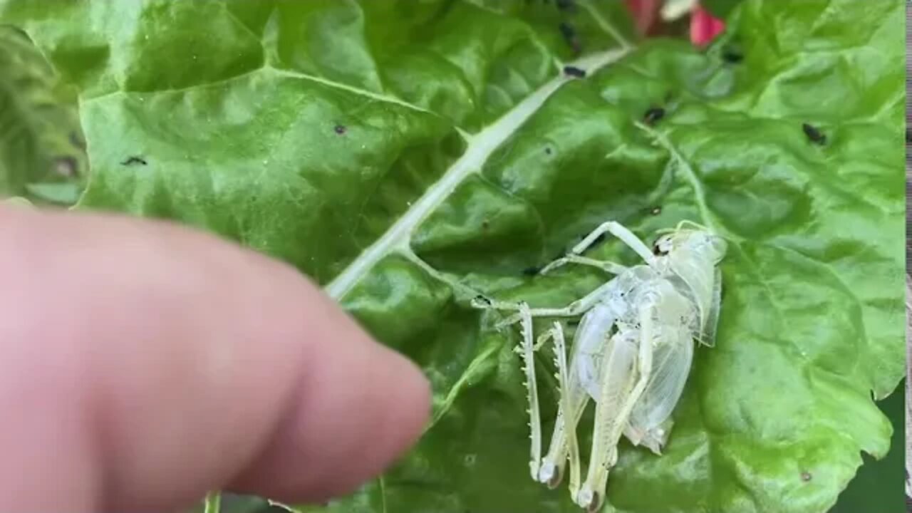 Death by Spider for a Leaf Hopper