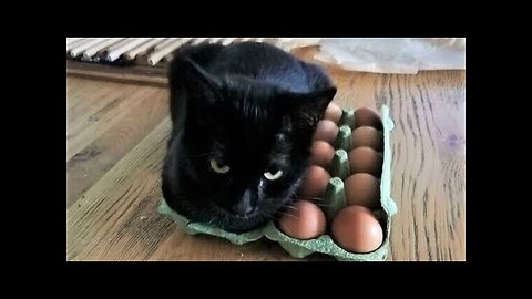 Funny animals - Funny cats dogs - Funny animal videos