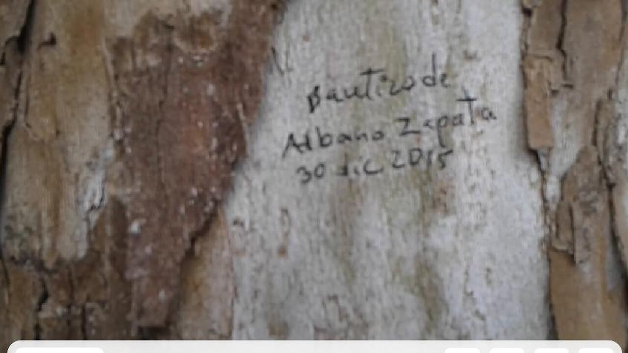 Albano bautizado por un arbol