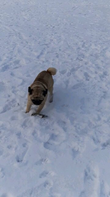 My pug loves the snow