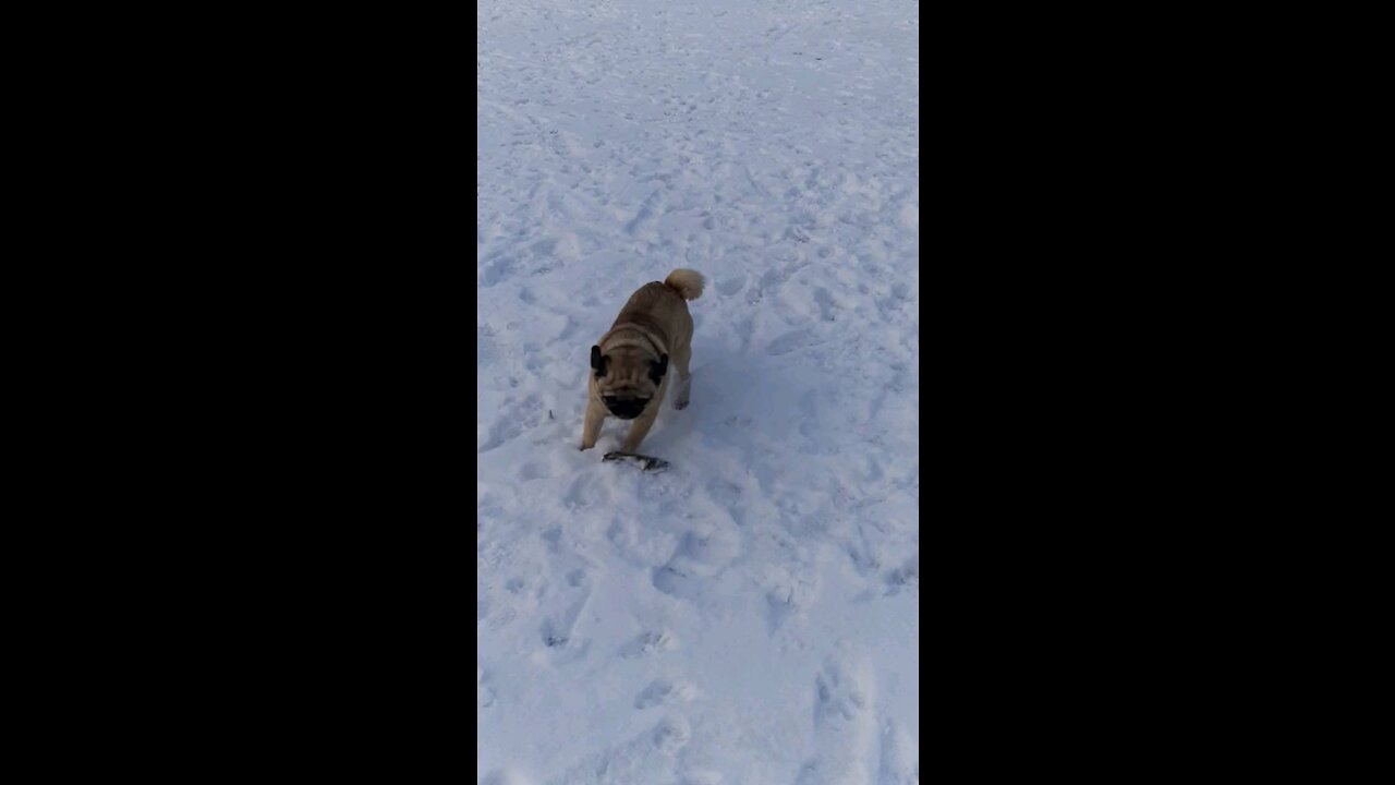 My pug loves the snow