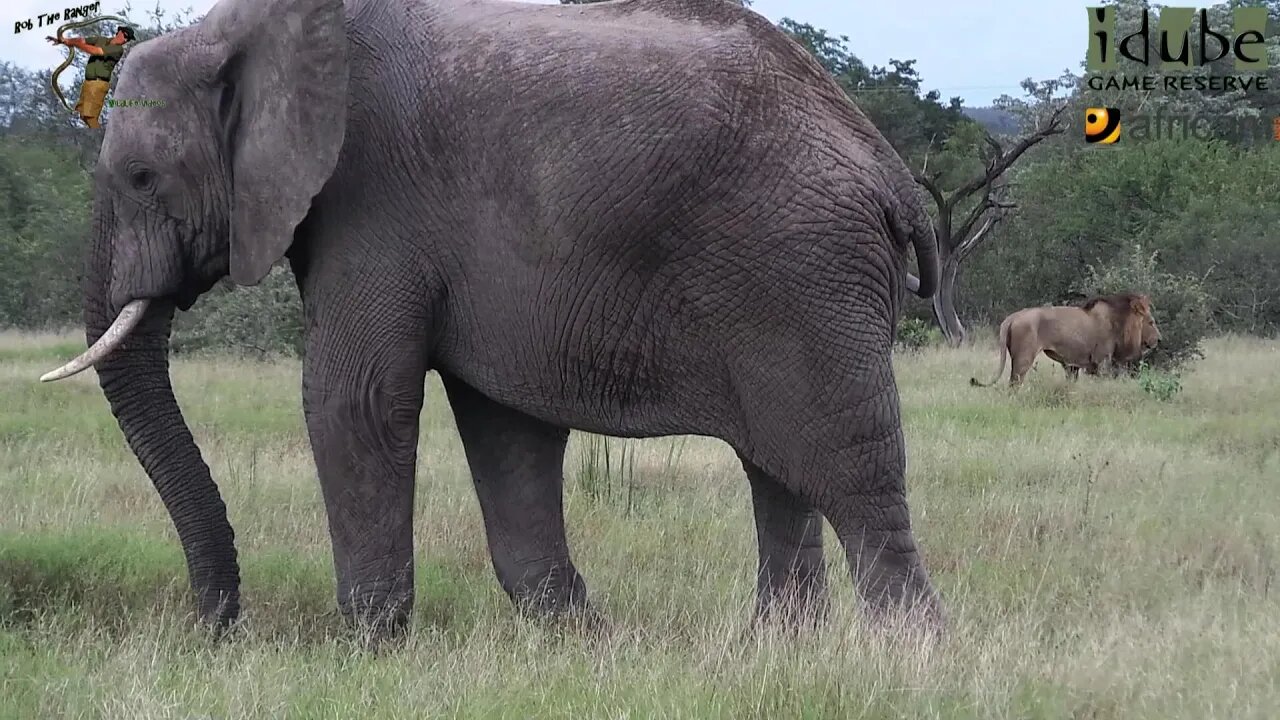 Iconic Wildlife Of Africa | African Elephant Wakes Up A Sleeping Lion!