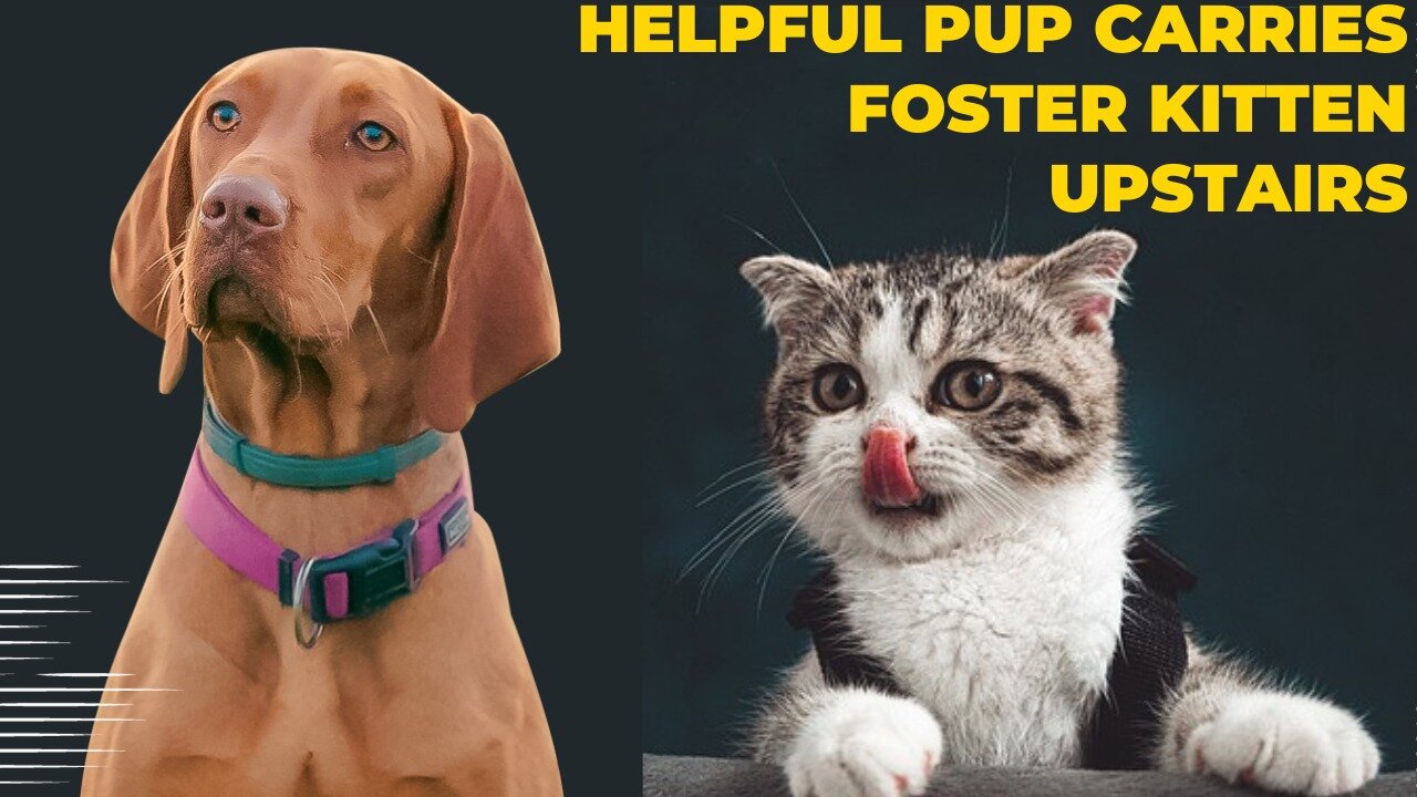 Helpful Pup Carries Foster Kittens Upstairs