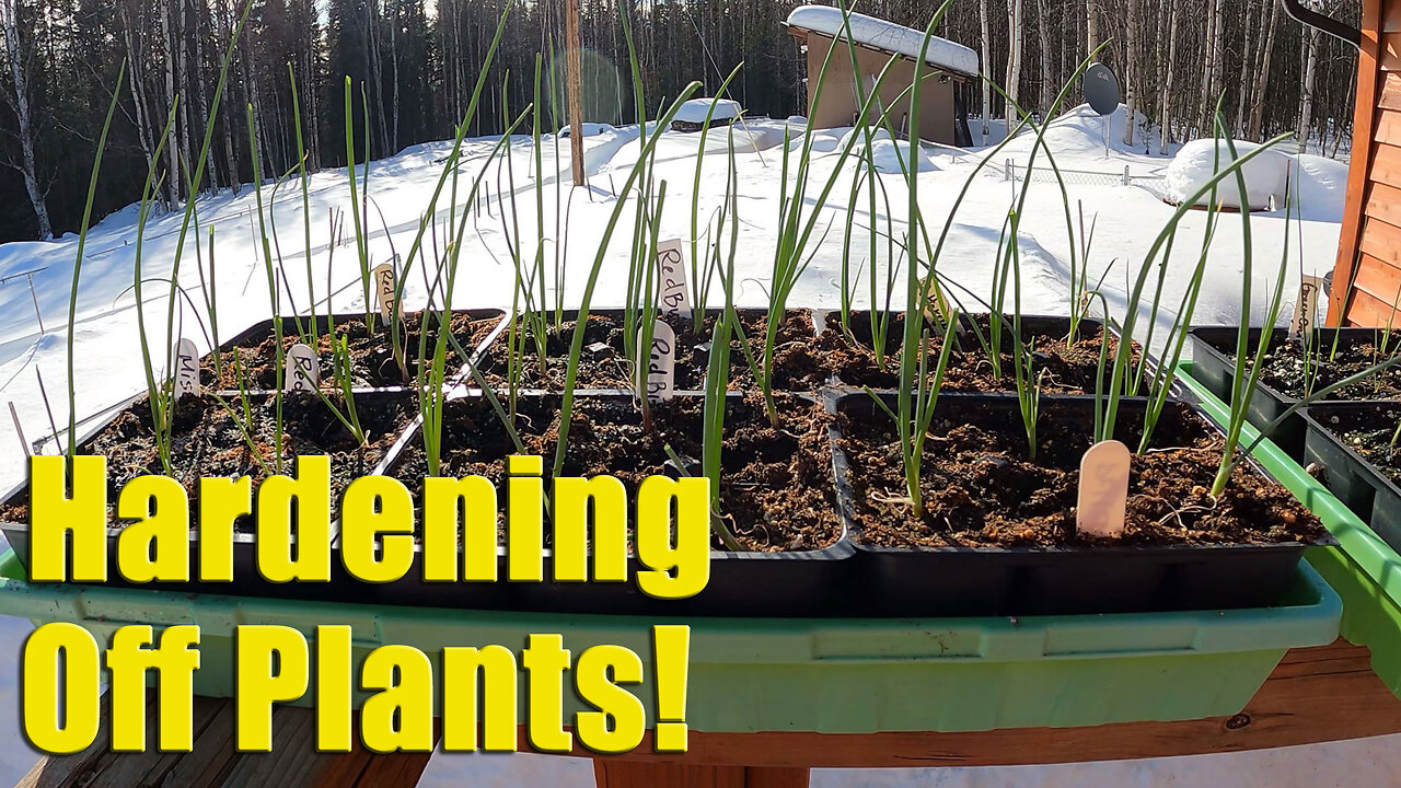 Hardening Off Seed Grown Vegetables & Flowers In Cold Climates