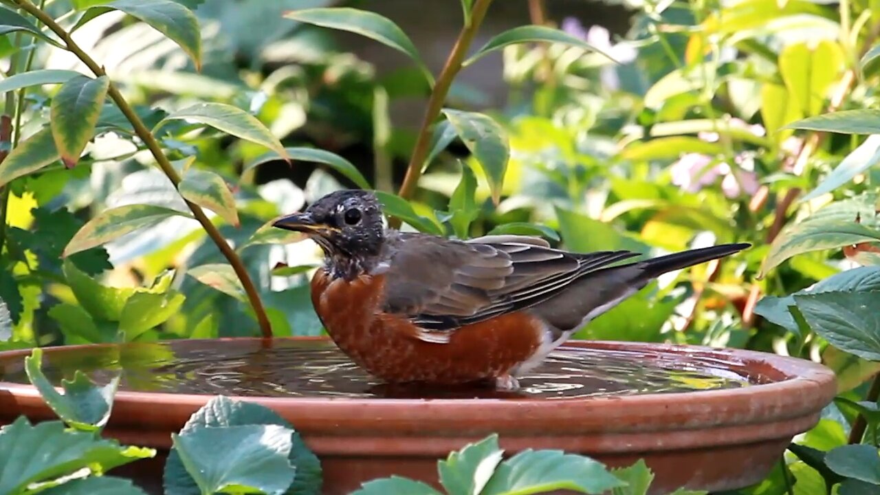 American Robin is Hesitant to Bathe