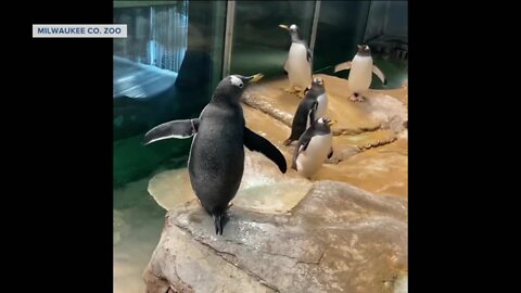 Milwaukee zoo celebrates World Penguin Day