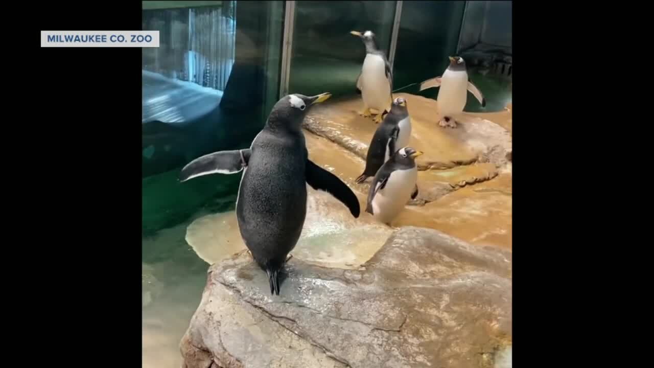Milwaukee zoo celebrates World Penguin Day