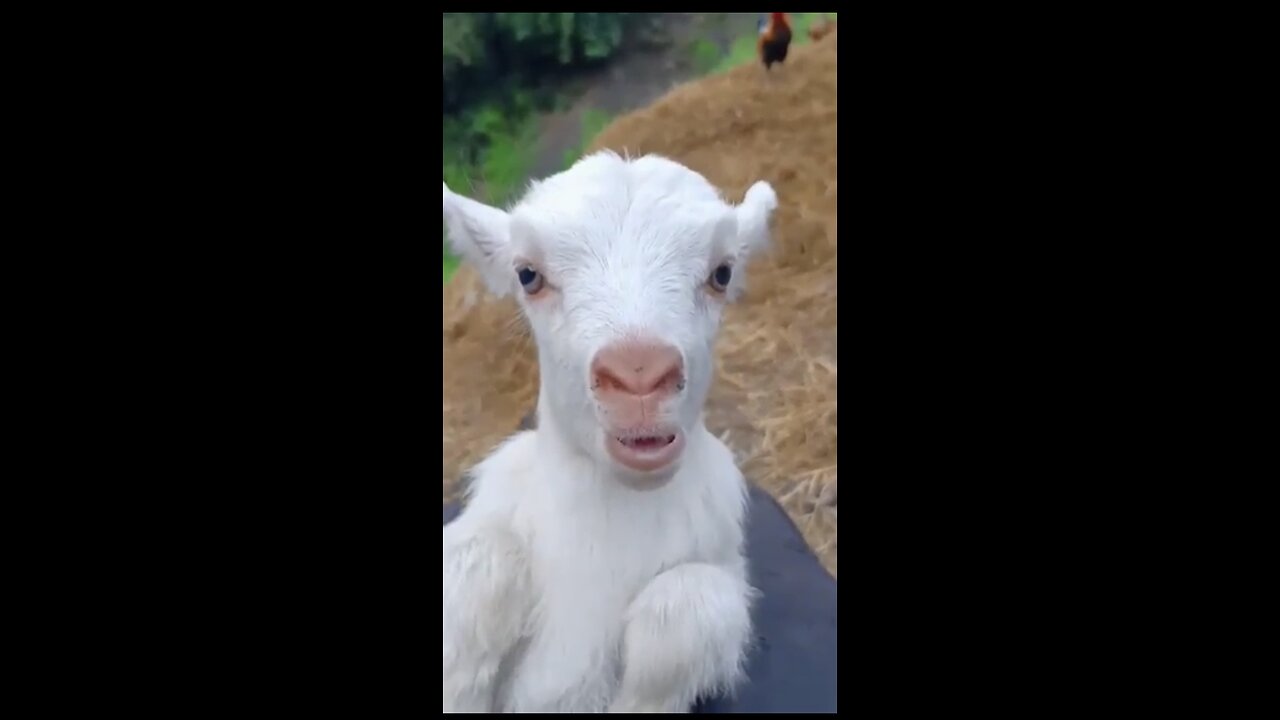 Cute funny goat 😂