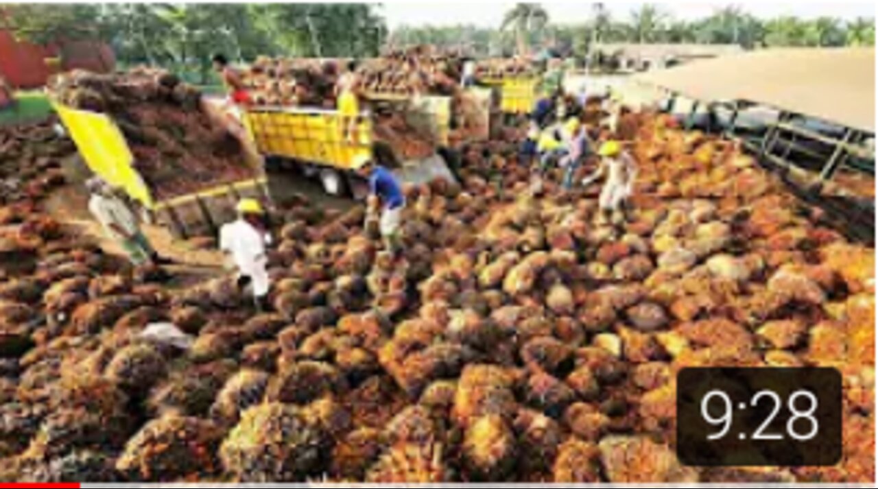 Amazing Oil Palm Fruit Harvesting Machine-Palm Oil Processing in Factory -Palm Oil Production.