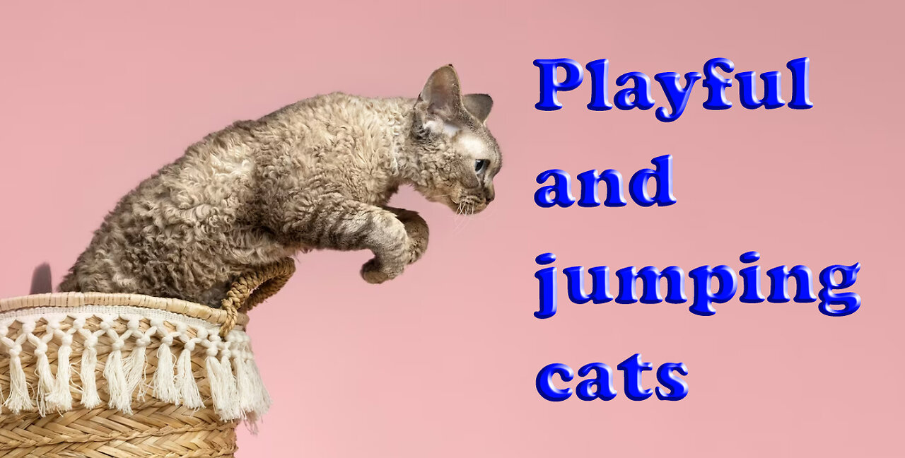 Playful and jumping cats