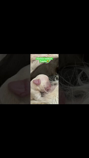 Daisy’s sweet babies! #shorts #nursingpuppies #newbornpuppies