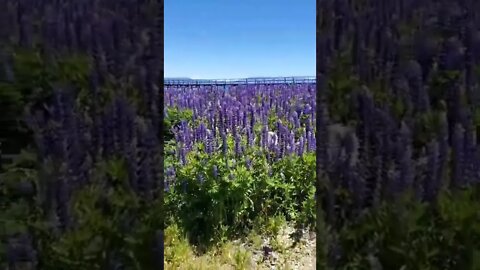 Ares rocks the lupine field